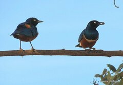 Lamprotornis superbus