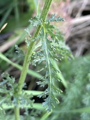 Achillea millefolium