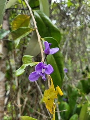 Acanthocladus pulcherrimus