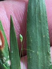 Dichanthelium dichotomum