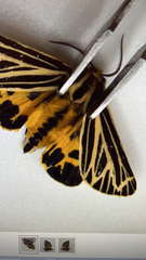 Apantesis virguncula