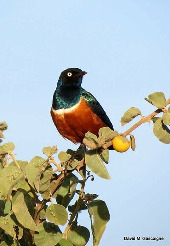 Superb Starling