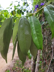 Acanthocladus pulcherrimus