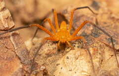 Suemus punctatus