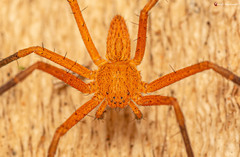 Suemus punctatus