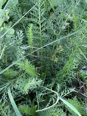 Achillea millefolium