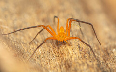 Suemus punctatus