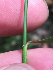Dichanthelium dichotomum
