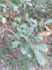 Quercus × cerrioides