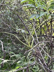 Tillandsia balbisiana