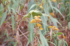 Verbesina perymenioides