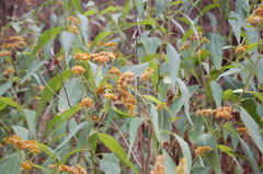 Verbesina perymenioides