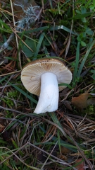 Russula integra