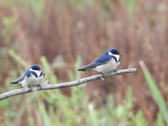 Hirundo albigularis