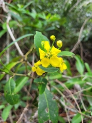 Stigmaphyllon paralias