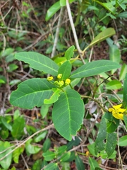 Stigmaphyllon paralias