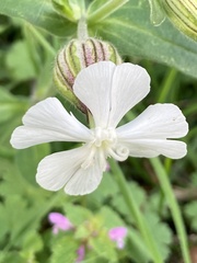 Silene latifolia