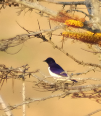 Cinnyricinclus leucogaster