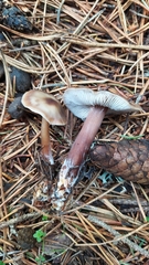 Rhodocollybia asema