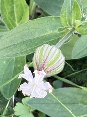 Silene latifolia