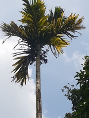 Arecaceae