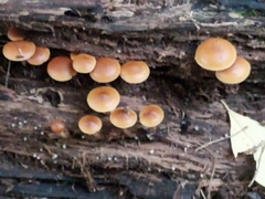 Galerina marginata