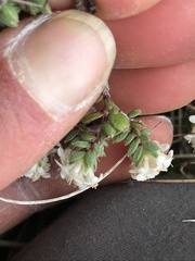 Pimelea prostrata