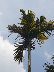Arecaceae