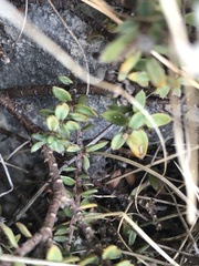 Pimelea prostrata