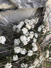 Pimelea prostrata