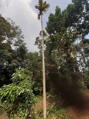 Arecaceae