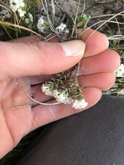 Pimelea prostrata