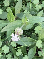 Silene latifolia