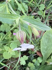 Silene latifolia