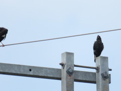 Acridotheres cristatellus formosanus