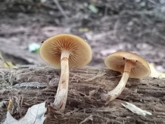 Galerina marginata