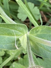 Silene latifolia
