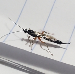 Itoplectis