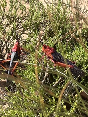 Phymateus morbillosus