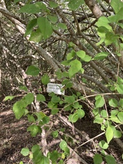 Forestiera acuminata