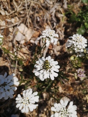 Chlorophorus varius