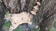 Rigidoporus ulmarius