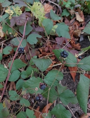 Rubus caesius