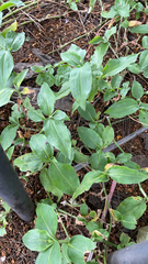 Commelina benghalensis