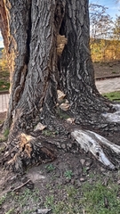 Rigidoporus ulmarius