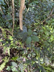 Myrcianthes fragrans