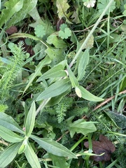 Silene latifolia