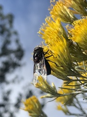 Copestylum violaceum