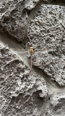 Triacanthagyna trifida