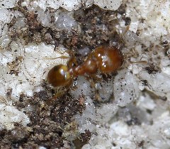 Pheidole bilimeki